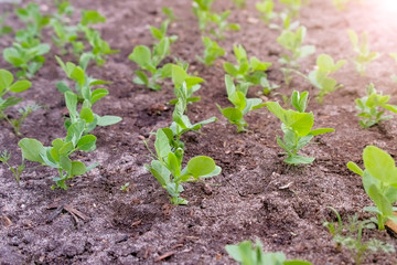 Baby radish growing on farm in open ground, farming and gardening concept. Agrobusiness and farming concept. Agricultural business, agriculture industry. Production of organic products.