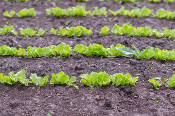 Plants of baby lettuce growing on farm in open ground, farming and gardening. Agrobusiness and farming concept. Agricultural business, agriculture industry. Production of organic products.
