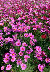 Beautiful cosmos flowers blooming in cosmos field