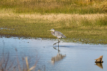 Great Blue Heron wading in water