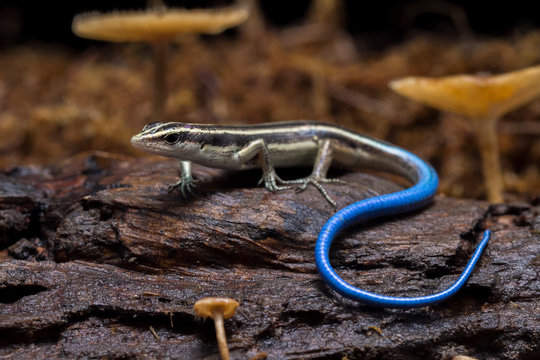 Emoia caeruleocauda, (Blue tailed skink) commonly known as the Pacific bluetail skink, is a species of lizard in the family Scincidae.