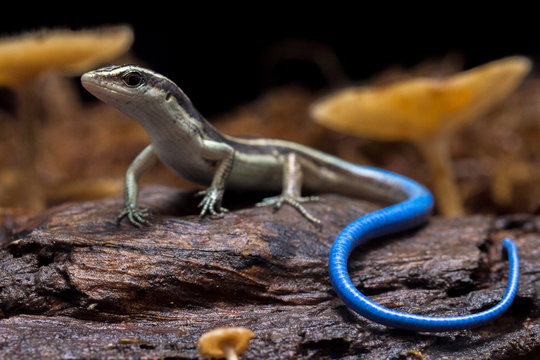 Emoia caeruleocauda, (Blue tailed skink) commonly known as the Pacific bluetail skink, is a species of lizard in the family Scincidae.