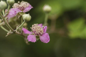 Wild blackberry flowers and buds
