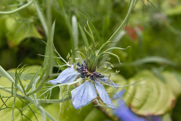 Nigella damascena flower close up
