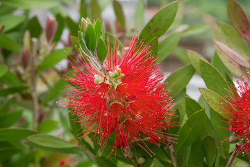 Obraz premium Persian silk tree red flowers detail