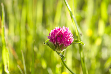 Red clover flower bloomin in spring