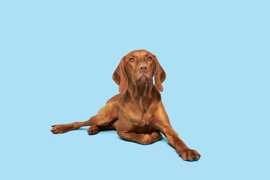 Beautiful Hungarian Vizsla Dog Full Body Studio Portrait. Dog Lying Down And Looking At Camera Over Pastel Blue Background.