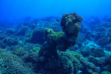 coral reef underwater / sea coral lagoon, ocean ecosystem