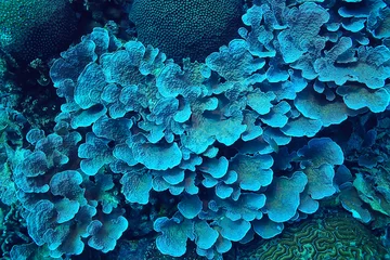 Gordijnen koraalrifmacro/textuur, abstracte mariene ecosysteemachtergrond op een koraalrif © kichigin19