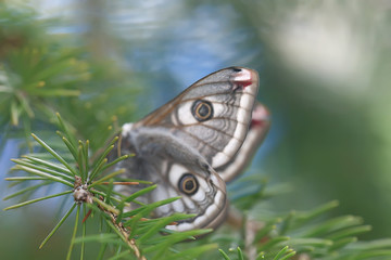butterfly peacock-eye nocturnal / insect beautiful butterfly peacock-eye, in the wild