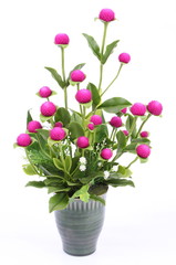 Globe amaranth beauty flower on white background 