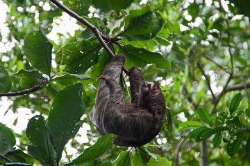 hanging sloth in Costa Rica