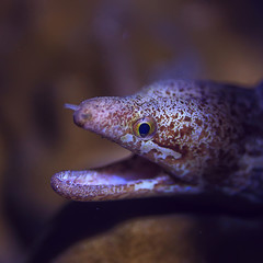 moray eel under water / beautiful sea underwater view