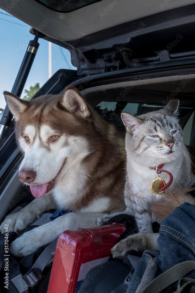 Wall mural Cat and husky dog travel together in the trunk car.