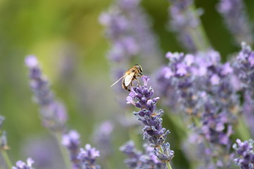 Lavendel Insekt