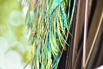 Portrait of a colorful and vibrant peacock feathers