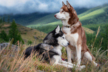 Two Siberian husky dogs on walk in autumn mountains. Dogs look around. Beautiful husky on background of misty wooded mountains © Konstantin