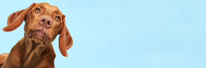 Cute hungarian vizsla puppy studio portrait. Funny dog with tongue sticking out face close up over...