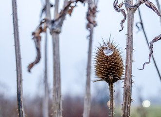 Beautiful, dry flowers weeds Arctium