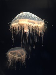 jellyfish on blue background