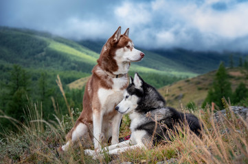 Beautiful husky dogs on a walk in  mountains. Siberian huskies relax on background of a mountain landscape © Konstantin