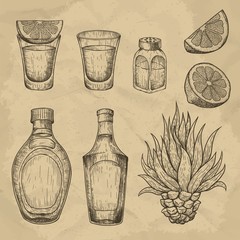 Glass and bottle of tequila. Cactus, salt and lime. Hand drawn engraved vector vintage illustration.