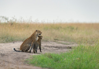 Leopard female with young leopard cub on forest Trail at Masai Mara, Kenya, Africa