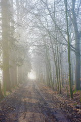 Road through a mysterious dark forest in fog with green leaves on a Spring morning with the sun rising, creating a Magical atmosphere as in a Fairytale