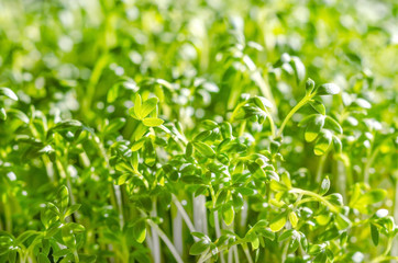 Fototapeta na wymiar Garden cress sprouts growing in sunlight. Front view of cress, also pepperwort or peppergrass. Lepidium sativum, a fast-growing edible herb. Green seedlings and healthy microgreen. Macro food photo.