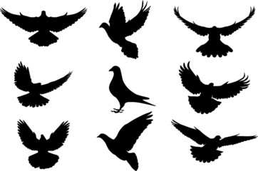 Pigeon silhouette, flying dove silhouette vector