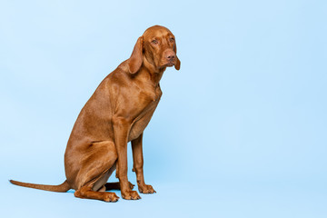 Gorgeous hungarian vizsla sitting and looking at camera with sad expression studio portrait. Full body front view hunting dog shot over blue background.