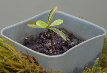 seedlings of small evergreen shrubs in pots