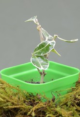 seedlings of small evergreen shrubs in pots
