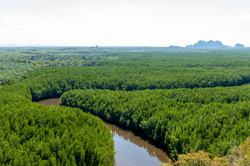 Fototapeta na wymiar High angle view of the winding mangrove forest