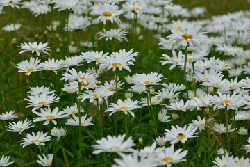 Fototapeta premium Magerwiesen-Margerite (Leucanthemum vulgare)