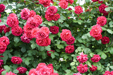 Close up shot of a red rose bush