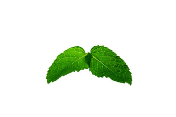 Fresh mint leaves isolated on white background.