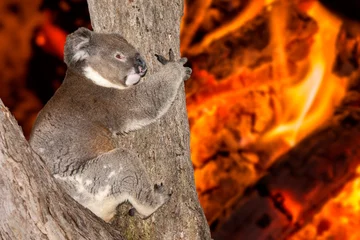 Poster schreeuwende huilende koala in bosbrand in Australië © Andrea Izzotti