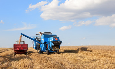 Blue combine in the field during harvest, peeling cereal grains and pouring with a pipe onto the trailer