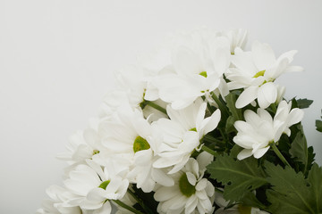 Chrysanthemum pattern in flowers park. Cluster of White chrysanthemum flowers. Beautiful chrysanthemum as background picture. Chrysanthemum wallpaper, chrysanthemums in autumn.