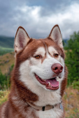 Portrait of siberian husky dog.