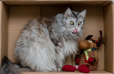 Katze in Schachtel Weihnachtselch