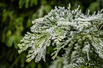 Frozen leaves are evergreen plants Thuja