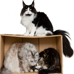 drei Katzen in Schachtel und auf Schachtel