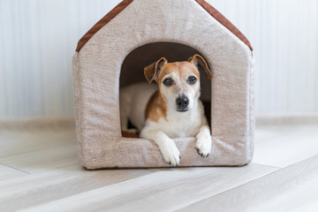 dog house. Small jack Russell terrier lying down in beige house. Domestic living 