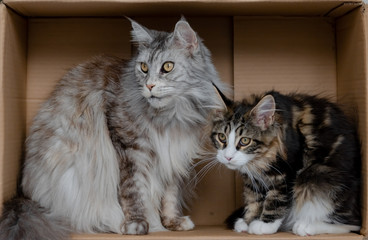 zwei Katzen in Schachtel mit Weihnachtsschmuck