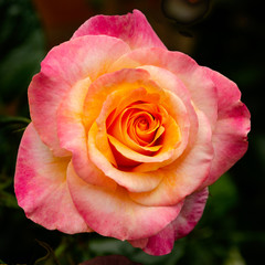 Salmon Rose