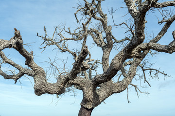 Fototapeta na wymiar cork oak