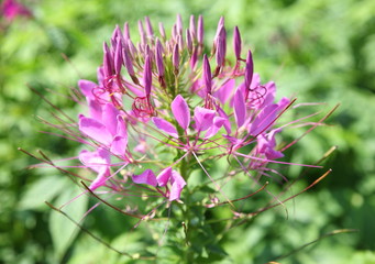 spider flower in the garden 