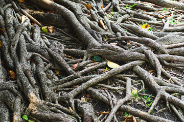 The roots of old trees in the Thai forest